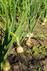 onions in the garden in the ground growing in the garden