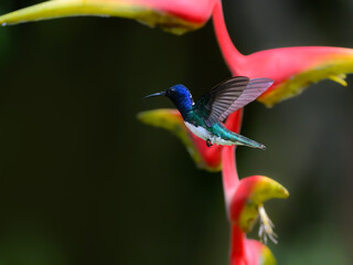 Male White-necked Jacobin flying against green background collecting nectar from red orange flower