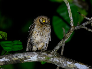 Tropical Screech Owl standing on tree branch at night