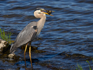 Great Blue Heron holding a turtle in its beak