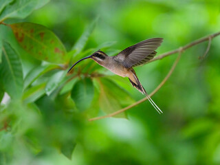 Long-billed Hermit in flight against green plants