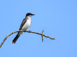 Eastern Kingbird sitting on stick against blue sky