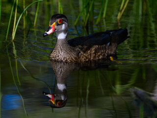 Male Wood Duck swimming on the pond with green water and aquatic plants