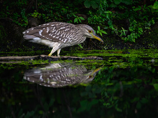 Juvenile Black-crowned Night Heron with reflection caught a minnow