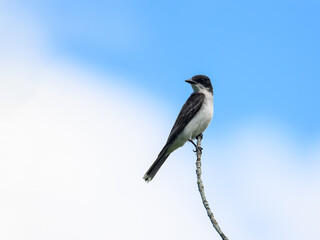 Eastern Kingbird sitting on stick against blue sky
