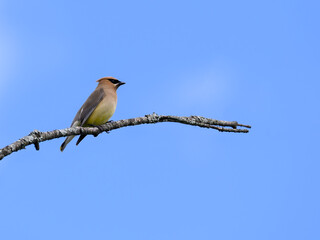 Cedar Waxwing sitting on stick on blue sky