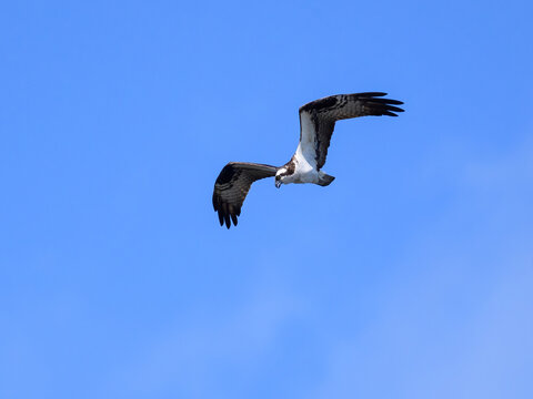 Osprey in flight on blue sky
