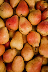Ripe yellow pear close-up background or texture. Pears harvest, many yellow pear   