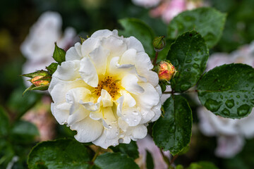 Flower of 'Popcorn Drift' Shrub Rose