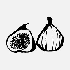 Figs. Realistic plant vector illustration. Fig fruit isolated on white background. Vintage black and white hand drawing. Decoration for menu and kitchen design. Vegetarian food.