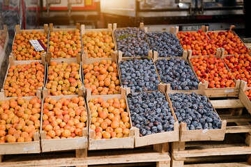 Fresh plums end apricots boxes sold in the market. Plums and apricots harvest, many fresh plums end apricots