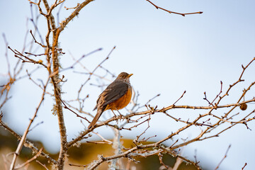 brown bird