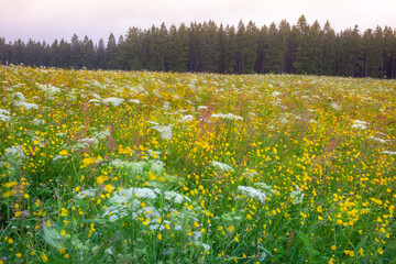 Fototapeta premium Black forest landscape with wildflowers at springtime near Freiburg, Germany