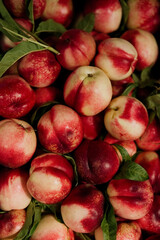 Ripe red nectarine close-up background or texture. Nectarines harvest, many red nectarines  