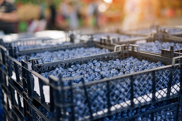 Fresh blueberry boxes sold in the market. Blueberry harvest, many fresh blueberry        