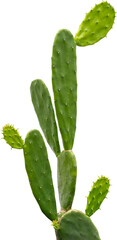 Green Cactus on isolated transparency background.