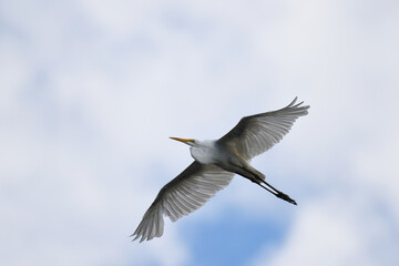 Great Egret soaring under the clouds