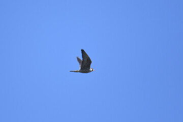 Peregrine Falcon flying under a clear blue sky