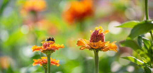 Zinnia elegans in the garden - close up