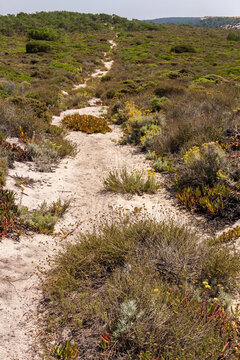 Sandy path in a meadow among blooming forbs and colorful succulents