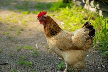 Photo of a chicken in the countryside