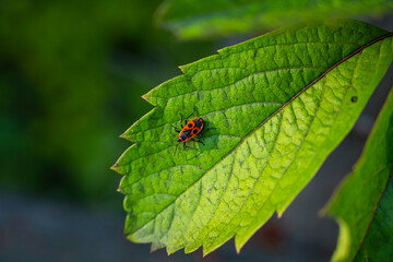 The beetle sits on a leaf. Bedbug soldier