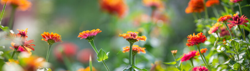 Zinnia elegans in the garden - close up