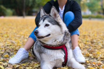 Young woman walking her siberian husky purebred dog on a sunny autumn day