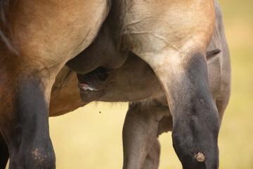 Fototapeta premium Fohlen trinkt am Euter