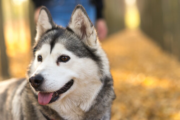 Young woman walking her siberian husky purebred dog on a sunny autumn day