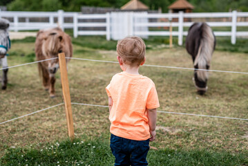 little boy stands with his back and looks at horses, ponies behind fence