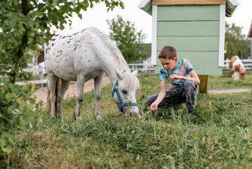 Fototapeta premium kind feed boy horse grass, hay