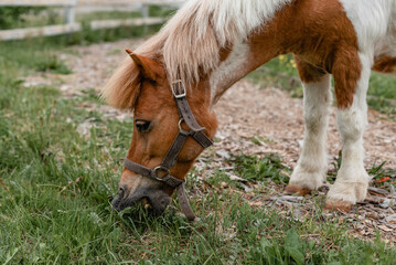 Fototapeta premium horse eating grass