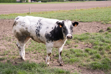a beautiful white cow graze in a corral on green grass in a countryside