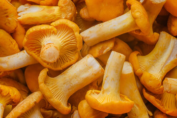 Kurki/gzyby/mushrooms © Krzysztof