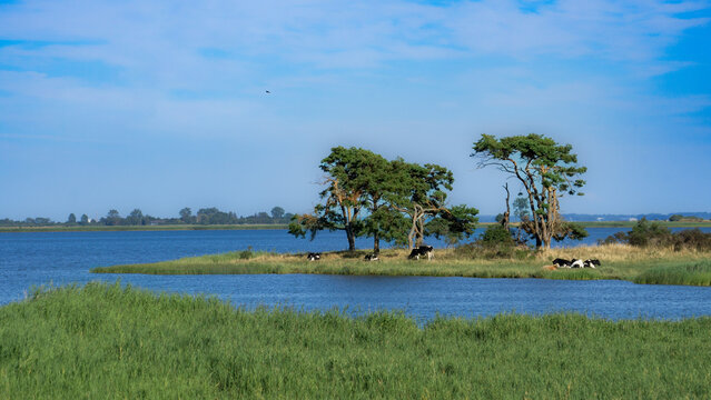 Island Riems Halbinsel Fahrenbrink with Cows and Forest on a Sunny Day