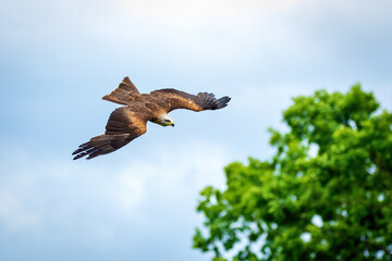 Kite in flight. Black kite, Milvus migrans, flying with widely spread wings. Hunting bird of prey. Black kite soaring and gliding, looking for food. Raptor also known as firehawk. Wildlife nature.