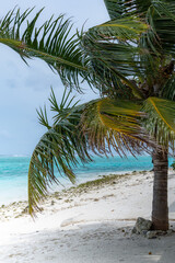 Tropical Beach view trough trees and palm trees, with turquoise water in paradise luxury destination in Maldives Island
