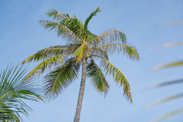 Fototapeta na wymiar Summer background palm tree against blue sky, in tropical Maldives 2022