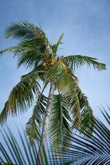 Summer background palm tree against blue sky, in tropical Maldives 2022