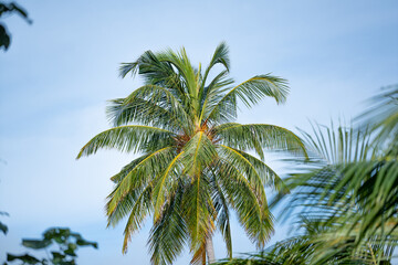 Fototapeta na wymiar Summer background palm tree against blue sky, in tropical travel destination, Maldives 2022