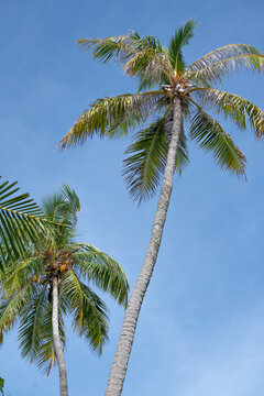 Summer background palm tree and blue sky, in tropical Maldives 2022