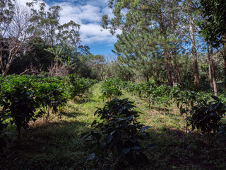 Fototapeta na wymiar Forêt du Costa Rica
