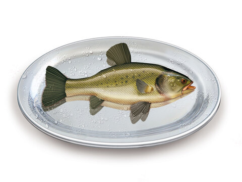 tanche , poisson, plateau, p&ecirc;che, aliment, frais, fruits de mer, mer, animal, ailette, sain, queue, fond blanc, argent, attraper, repas, cuisiner, plat, viande, fra&icirc;cheur