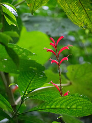 Plantes de la forêt primaire du Costa Rica