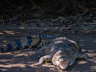 crocodiles tapis dans l'ombre