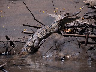 crocodiles tapis dans l'ombre