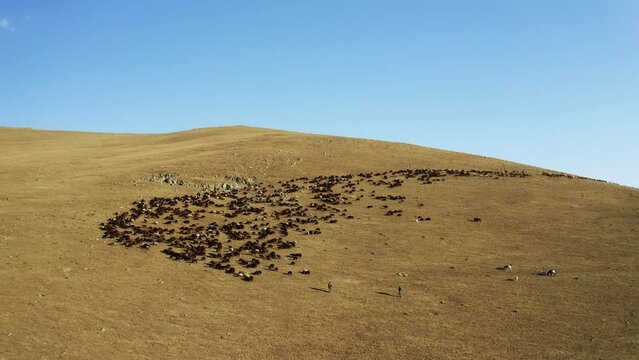 Aerial view of herd of sheep in Igdir. 4K footage in Turkey
