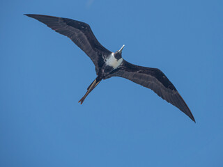 fregate, frigate bird, 