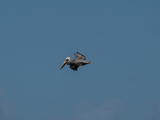 Pelican dans le ciel des Sans Blas